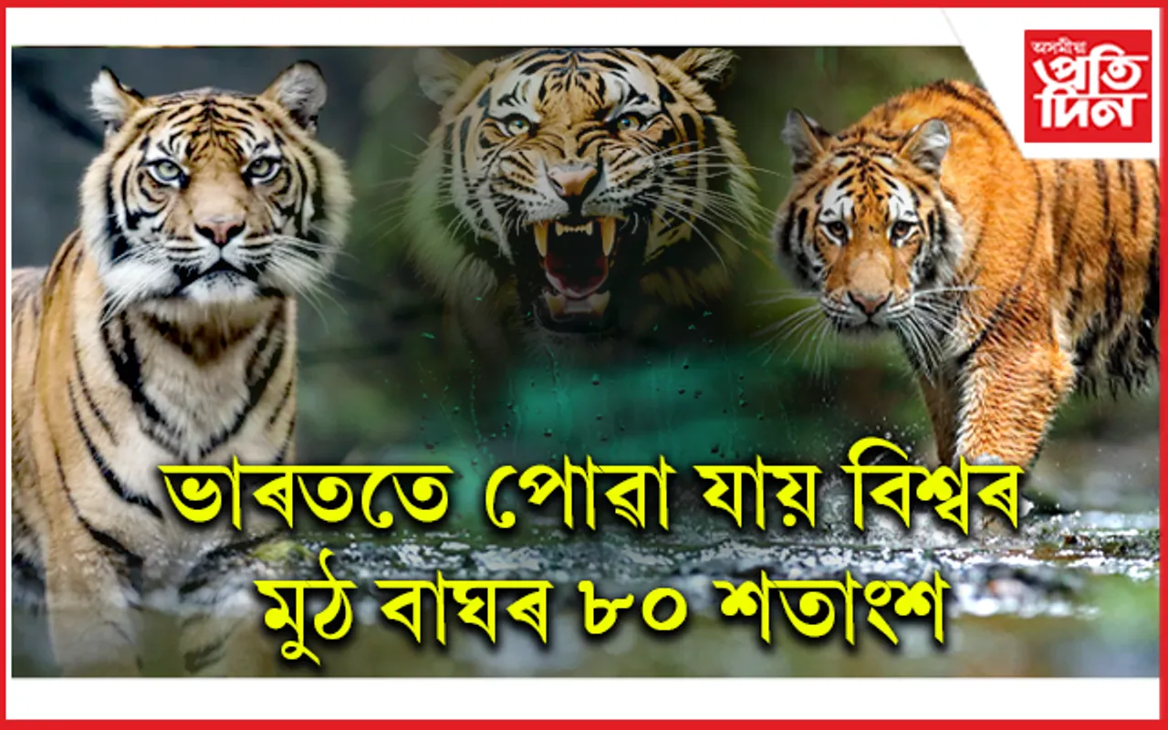 আজি ২৯জুলাই, আন্তঃৰাষ্ট্ৰীয় ব্যাঘ্ৰ দিৱস...